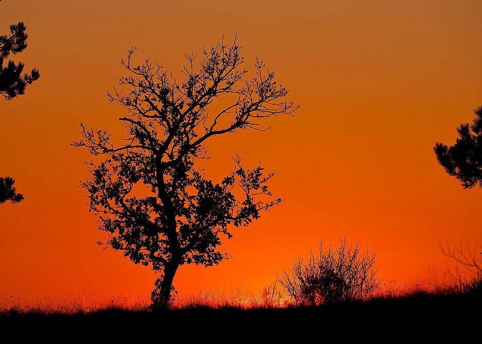iUser_6\webG_Natura\alberi\001.jpg